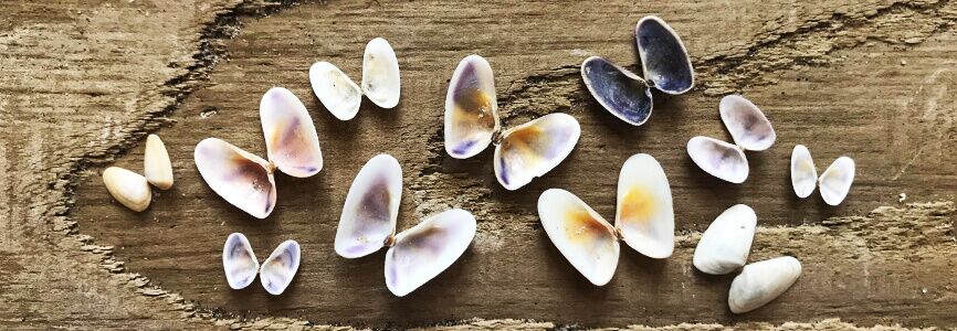 Outer Banks Seashell & Beachcombing Guide - OBX Travel Guide by ...