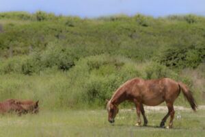 Outer Banks Wildlife