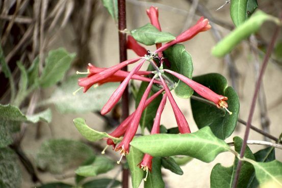 Trumpet Honeysuckle