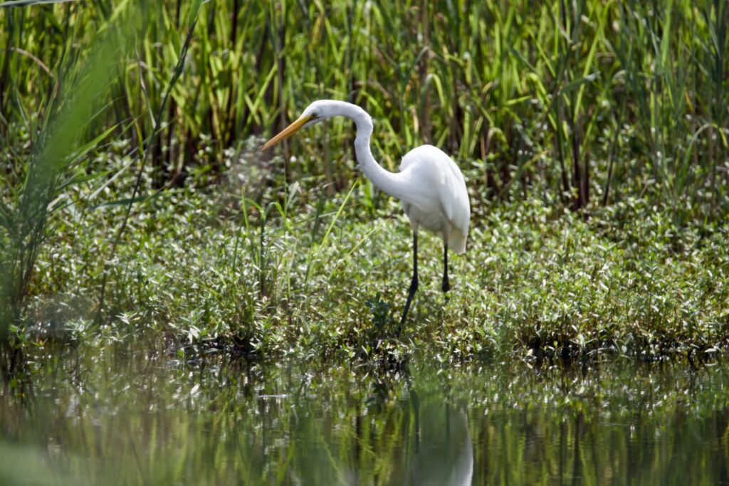 Mackay Island National Wildlife Refuge Great Egret