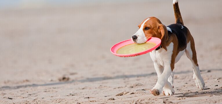 Dog Friendly Beaches