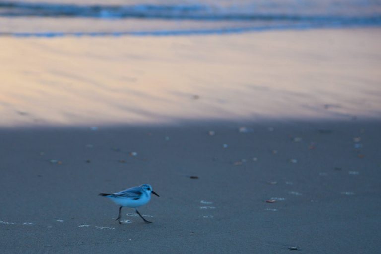 Bird on the Outer Banks Beach