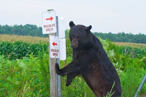 Alligator River National Wildlife Refuge Bears