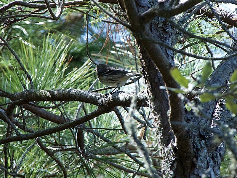 Currituck Banks Estuarine - Cape May Warbler photographed beside marsh