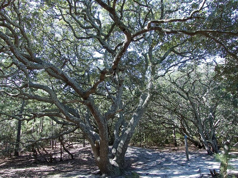 Currituck Banks Estuarine twisted Live Oak along Maritime Forest Trail