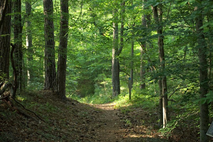 Kitty Hawk Woods Walking Trail