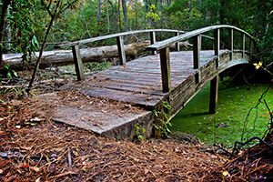 Nags Head Woods