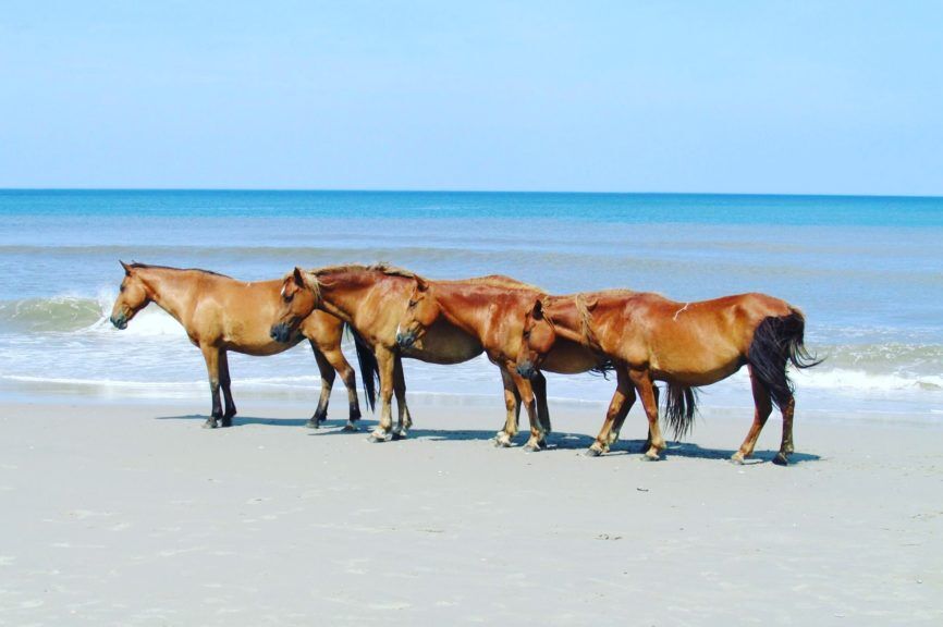 wild horses in Corolla