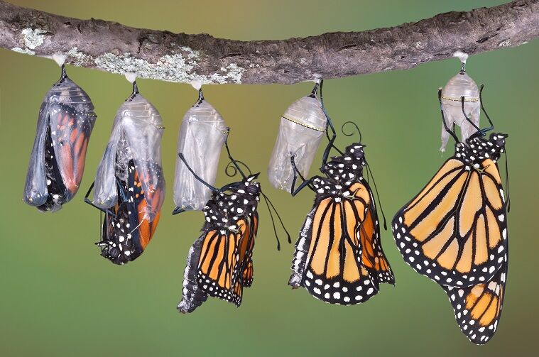 Monarch Butterfly Chrysalis