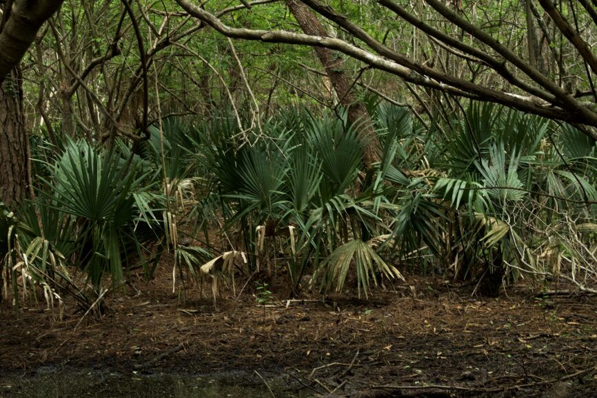 Palms Buxton Woods Outer Banks