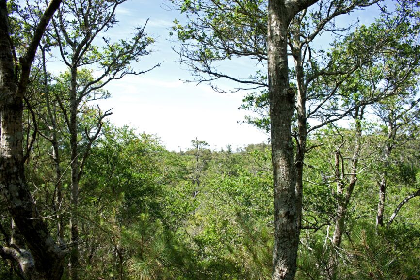 Trail Buxton Woods Outer Banks