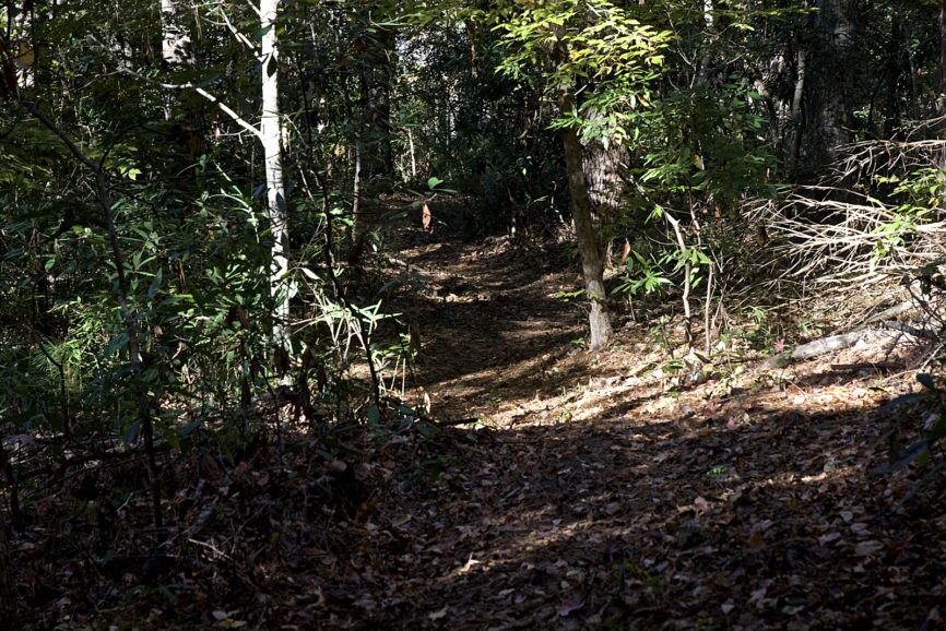 Kitty Hawk Woods Birch Lane Trail