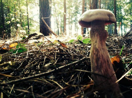 Carl Alwin Schenck Memorial Forest