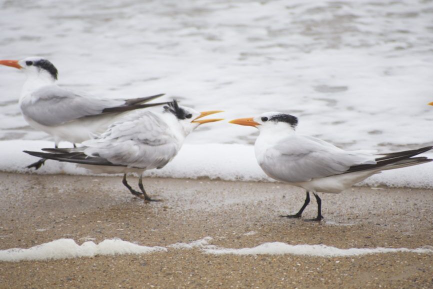 Royal Tern