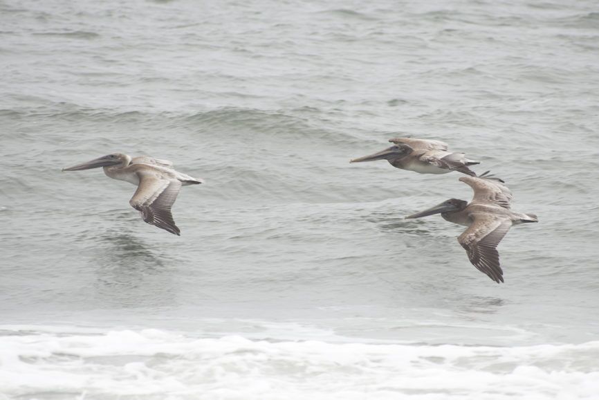 Brown Pelican