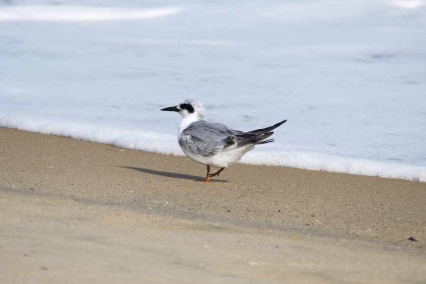 Forster's Tern