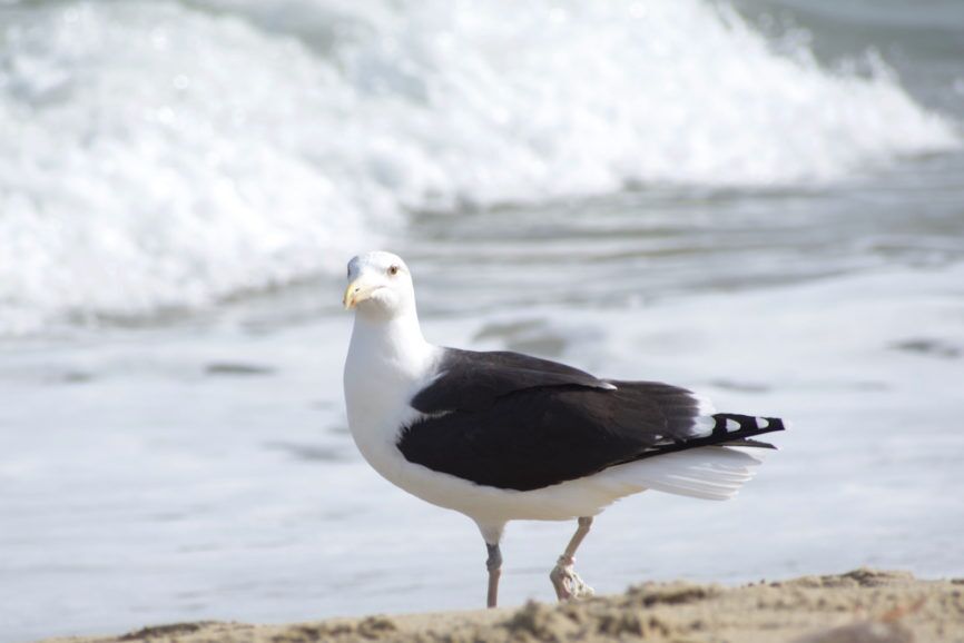 Great Black Back Gull