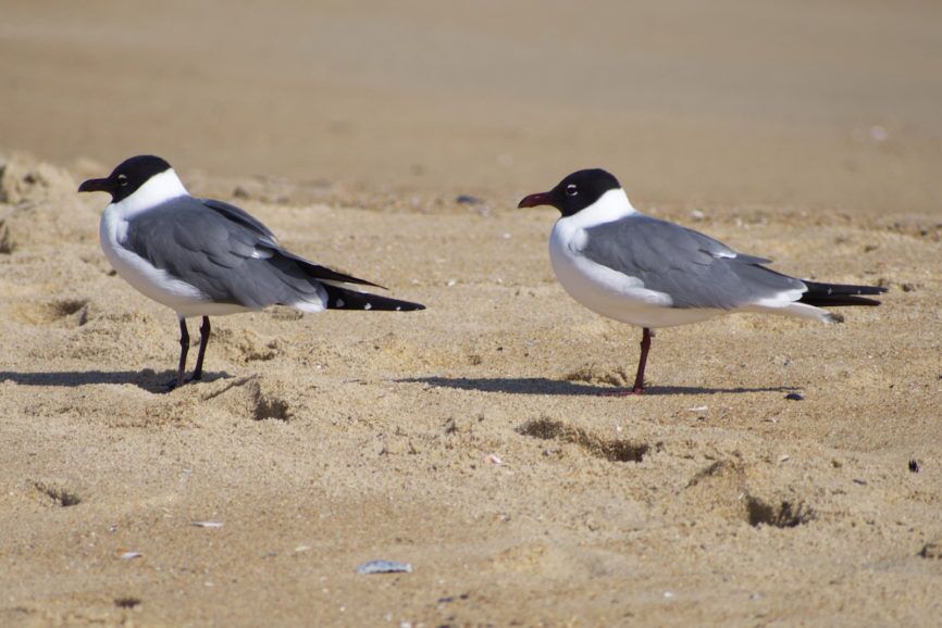 Laughing Gull