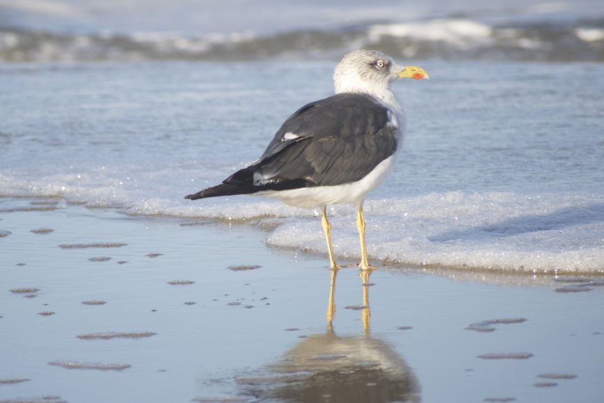 Black-backed Gull