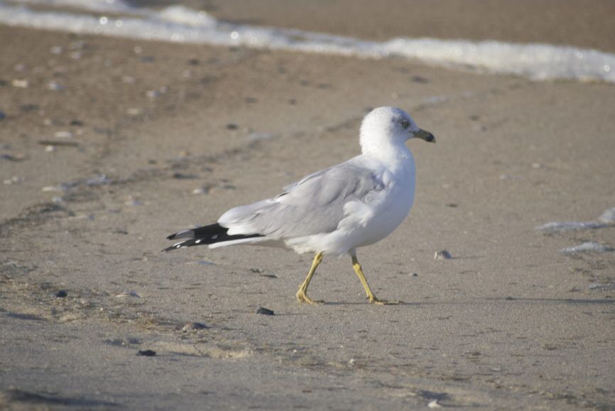 Ring-billed Gull