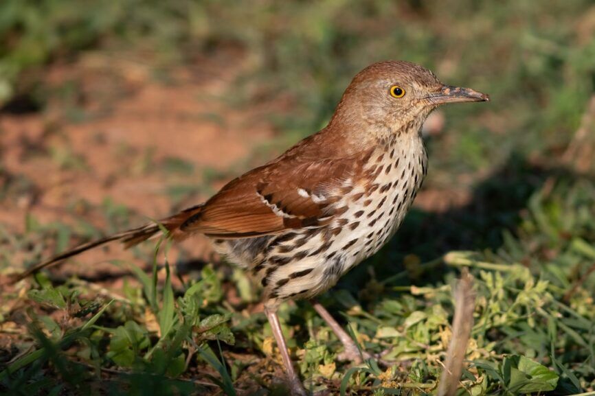 Brown Thrasher in North Carolina