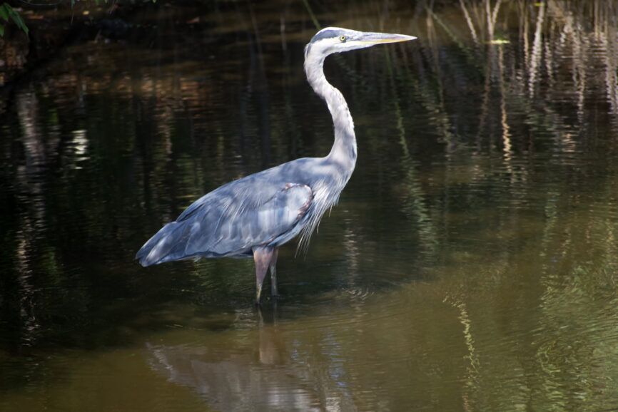 Blue Heron bird found on the Outer Banks