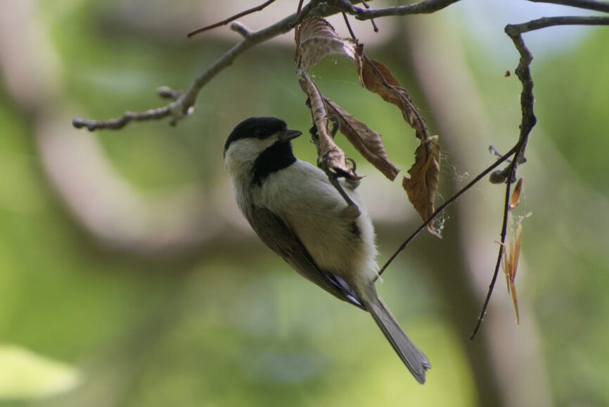 Carolina Chickadee - Outer Banks Songbird