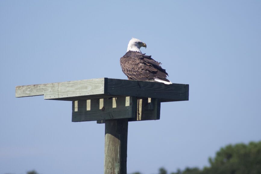 Eagle spotted around the Outer Banks of North Carolina