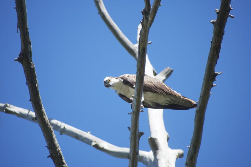 Osprey looking for food around the Outer Banks