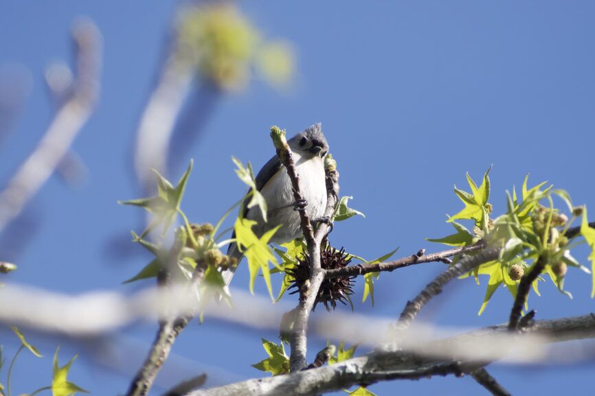 Tufted Titmouse - Outer Banks Songbird