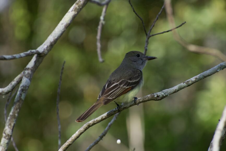 Great Crested Flycatcher Outer Banks Bird