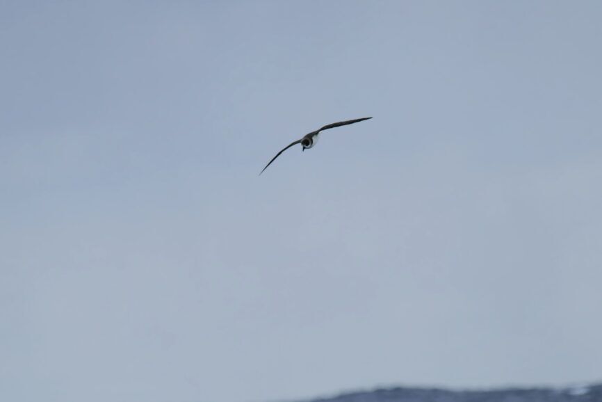 Black Capped Petrel Flying