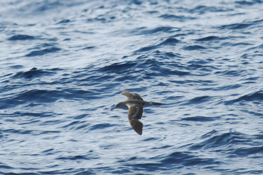 Cory's Shearwater Outer Banks Gulf Stream Bird