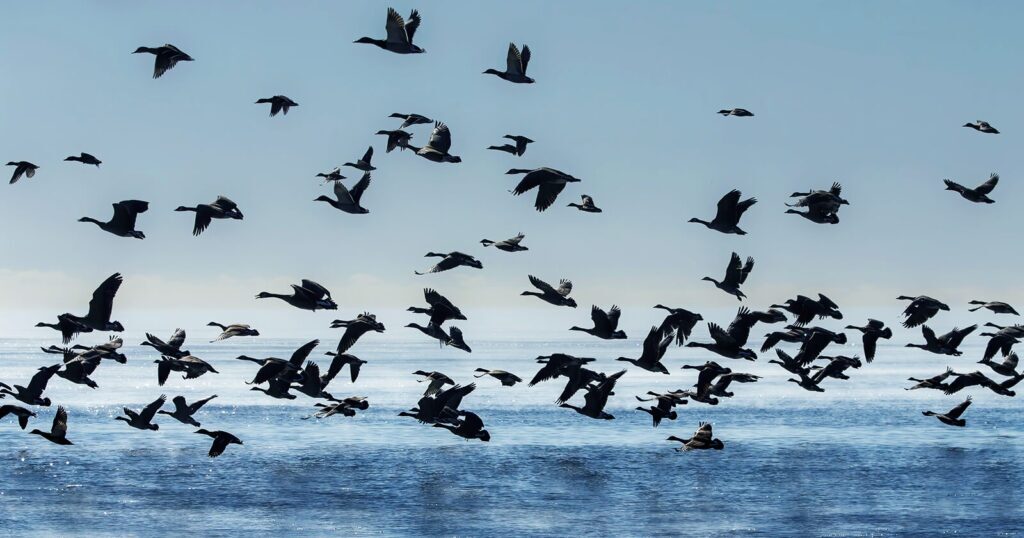 Outer Banks wildlife