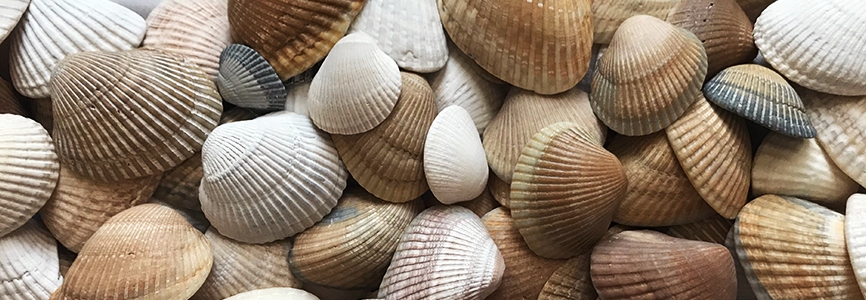 Ark Clam Shells
