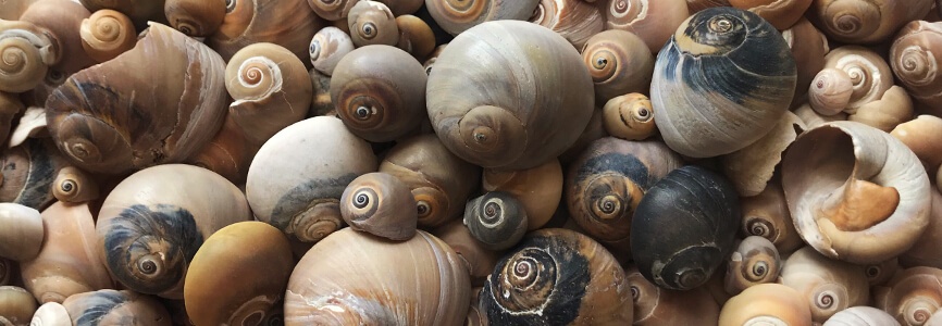 Shark Eye Moon Snails