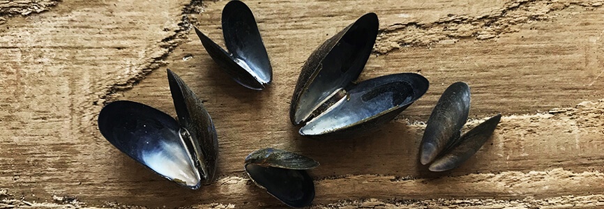 Mussels