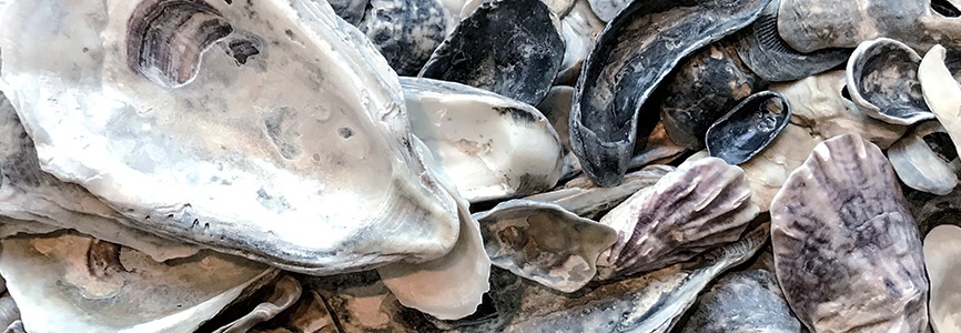Oyster shells
