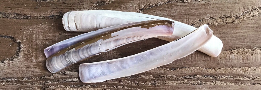 Razor Clam Shells