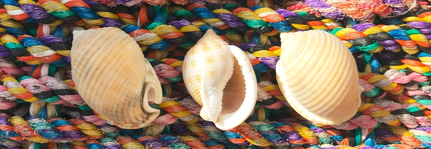 scotch bonnet shells