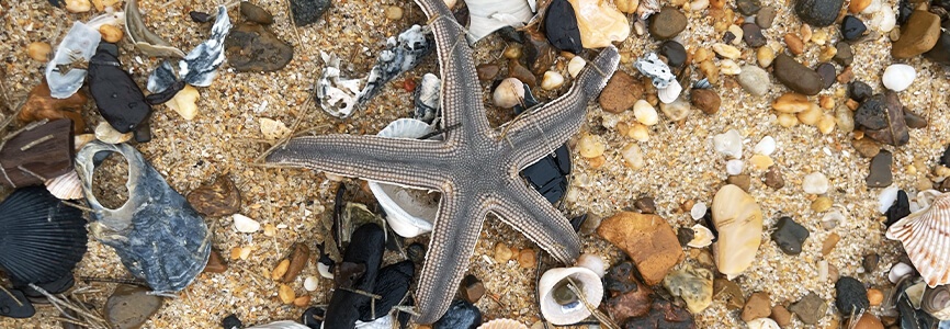 Starfish