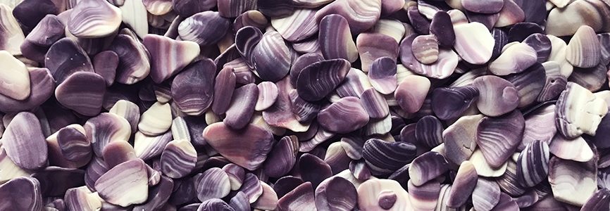 Broken pieces of ocean quahogs