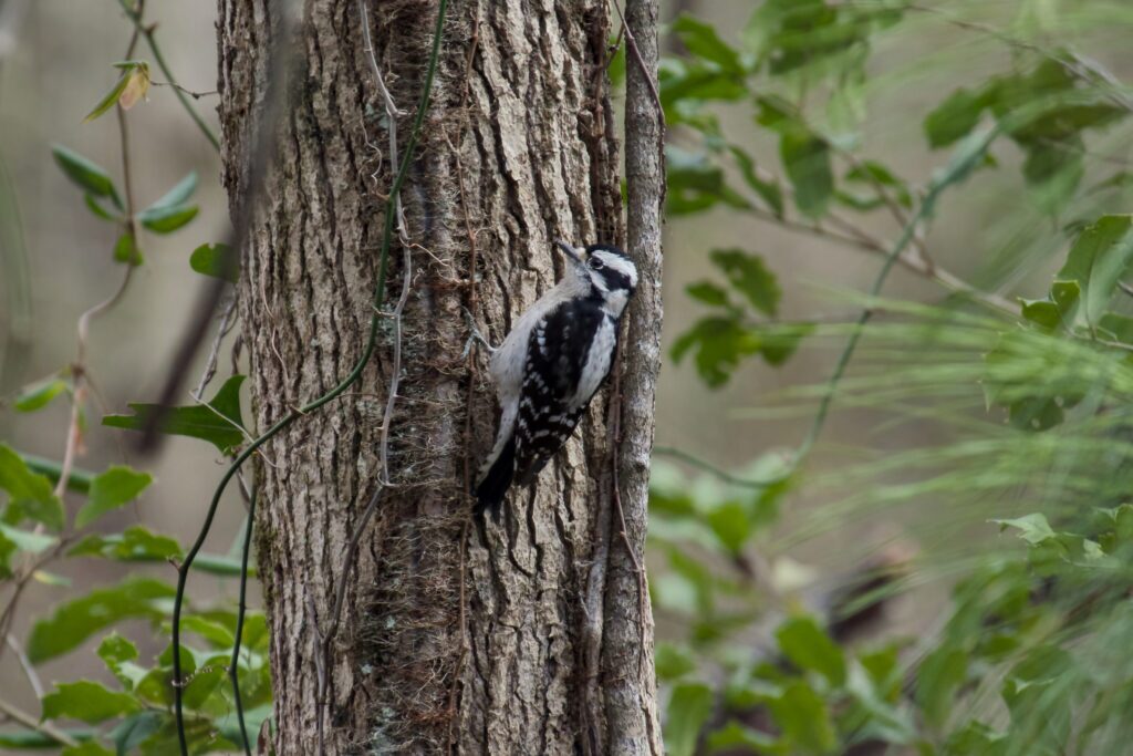 Downy Woodpecker Lake Mattamuskeet