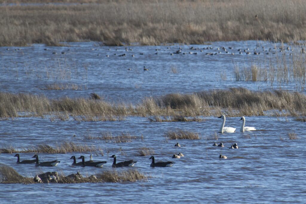 Migratory Waterfowl Lake Mattamuskeet
