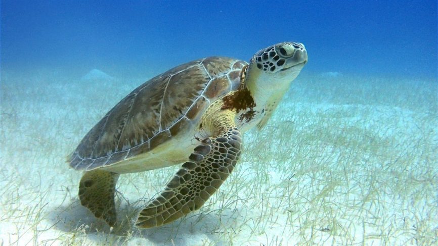 Green Sea Turtle