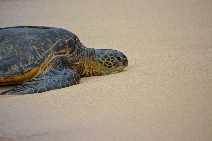Kemp's Ridley Sea Turtle