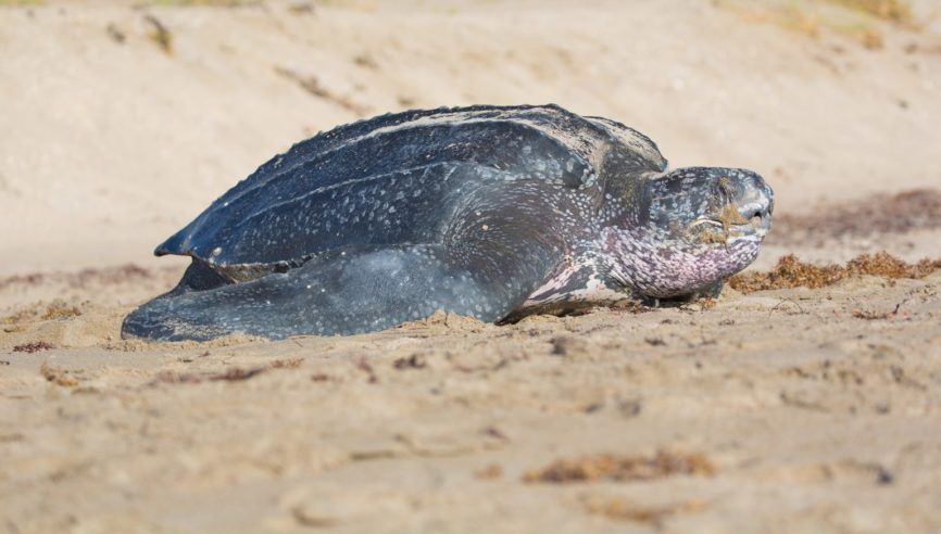 Leatherback Sea Turtle