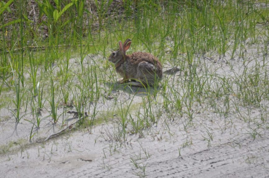 Marsh Rabbit