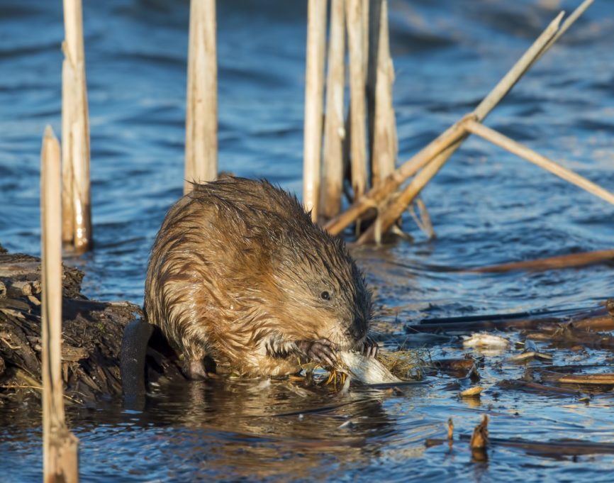 Muskrat