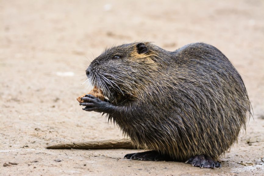 Nutria